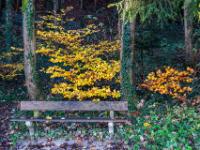Bank am Seerundweg vor herbstlichem Hintergrund